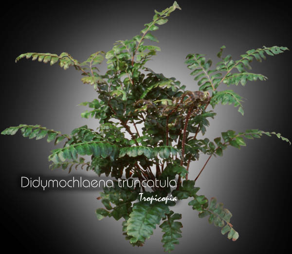 Fern - Didymochlaena truncatula - Tree Maindenhair fern